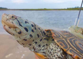 Dieci anni di ricerca sulla tartaruga dal dorso di diamante: la conservazione passa dalle paludi della Florida