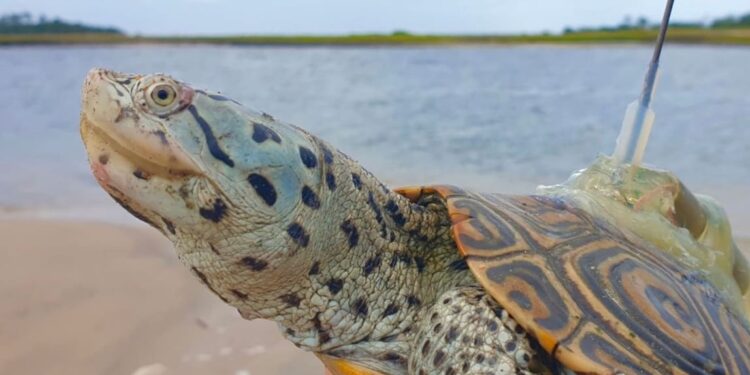 Dieci anni di ricerca sulla tartaruga dal dorso di diamante: la conservazione passa dalle paludi della Florida