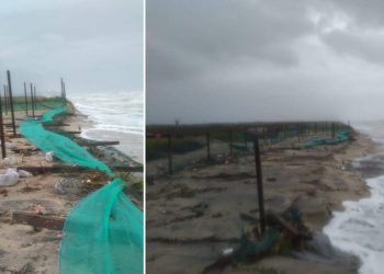 La prima tempesta tropicale dell’Atlantico distrugge 35,000 uova della rara tartaruga di Kemp