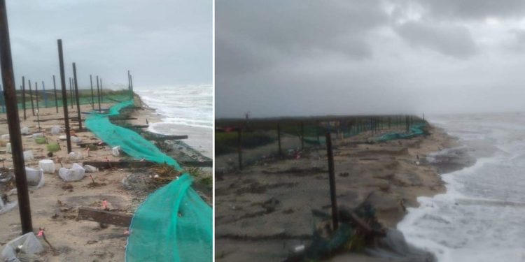 La prima tempesta tropicale dell’Atlantico distrugge 35,000 uova della rara tartaruga di Kemp