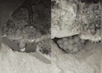 Molise, evento straordinario: terzo nido di tartaruga marina documentato nella storia regionale