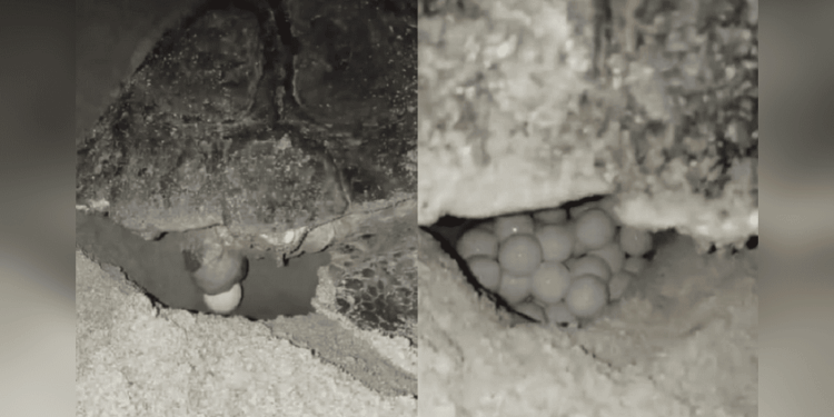 Molise, evento straordinario: terzo nido di tartaruga marina documentato nella storia regionale