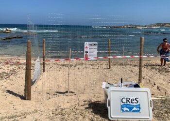 Nidificazioni in crescita: la penisola del Sinis accoglie due nidi in pochi giorni