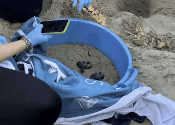 Tre nidi in un anno: l’Abruzzo segna un nuovo record per le Caretta caretta