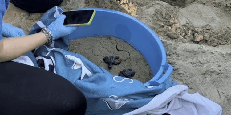 Tre nidi in un anno: l’Abruzzo segna un nuovo record per le Caretta caretta