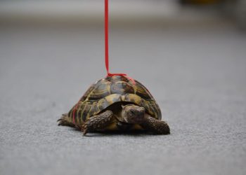 In una scuola del Leicester, una testuggine è stata “assunta” come assistente terapeutica contro lo stress degli studenti