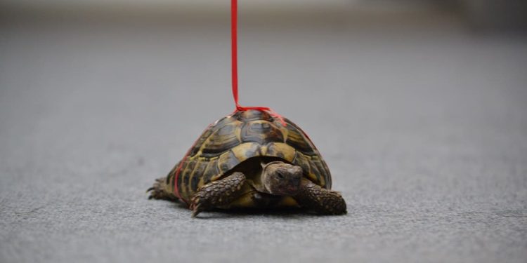 In una scuola del Leicester, una testuggine è stata “assunta” come assistente terapeutica contro lo stress degli studenti