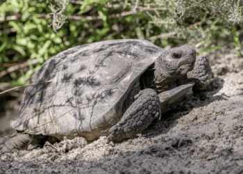 La Gopherus polyphemus ora è “Critically Endangered”: nuovo allarme per una specie chiave degli USA
