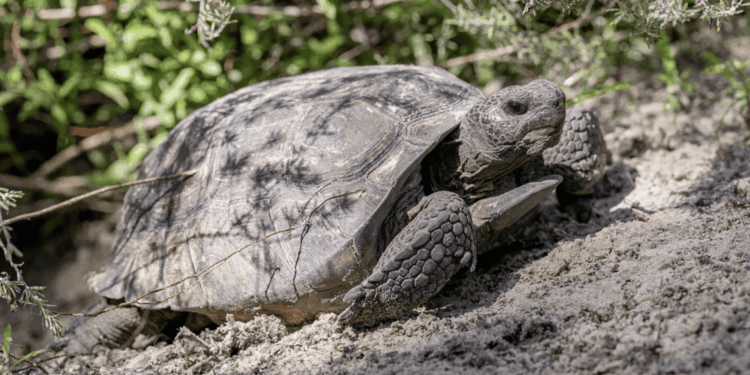 La Gopherus polyphemus ora è “Critically Endangered”: nuovo allarme per una specie chiave degli USA