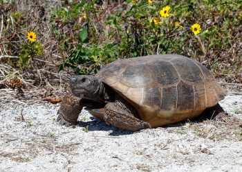 Testuggine Gopher blocca la realizzazione di un nuovo plesso scolastico