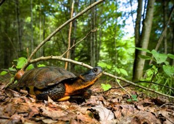 Dalle erbacce invasive alle inondazioni, la testuggine palustre scolpita dei boschi è a rischio nel Vermont