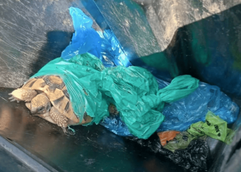 San Martino in Strada (LO), testuggine abbandonata tra i rifiuti: salvata da una passante