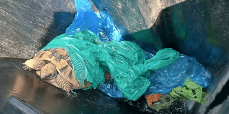 San Martino in Strada (LO), testuggine abbandonata tra i rifiuti: salvata da una passante