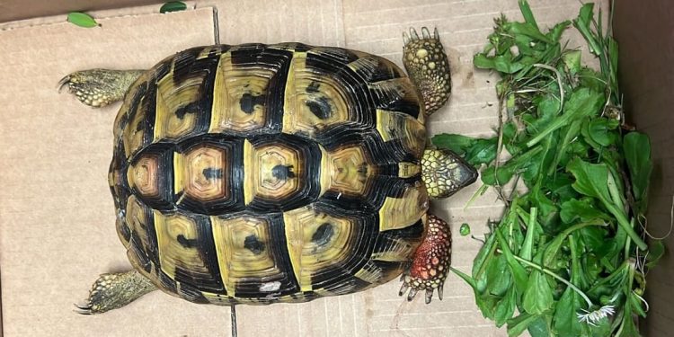 Segnalato un rifiuto “anomalo” sul nastro della differenziata: era una testuggine terrestre chiusa in un sacchetto