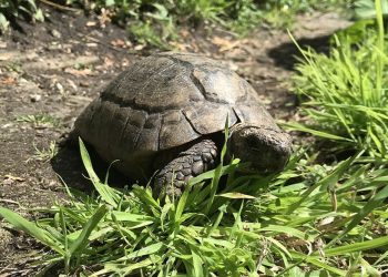 Freddie, la testuggine che sfidò le bombe tedesche: la storia della “corazza” londinese