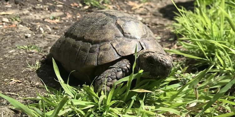 Freddie, la testuggine che sfidò le bombe tedesche: la storia della “corazza” londinese