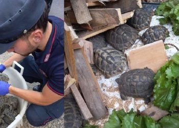 Quindici Testudo hermanni abbandonate in due scatoloni nell’entroterra sanremese