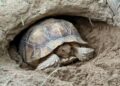 Le testuggini che aiutano il Sahel: la sorprendente alleanza della Centrochelys sulcata contro la desertificazione