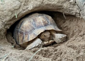 Le testuggini che aiutano il Sahel: la sorprendente alleanza della Centrochelys sulcata contro la desertificazione