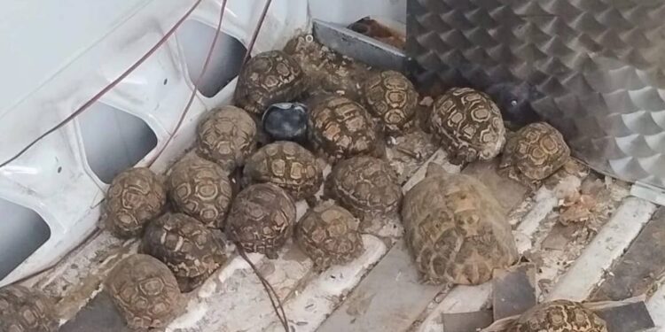 Napoli, 45 testuggini protette sequestrate a Secondigliano: il sospetto di un nodo del traffico illegale