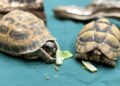 Furto e recupero: due testuggini in via d’estinzione al centro di un caso all’Indianapolis Zoo