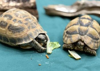 Furto e recupero: due testuggini in via d’estinzione al centro di un caso all’Indianapolis Zoo