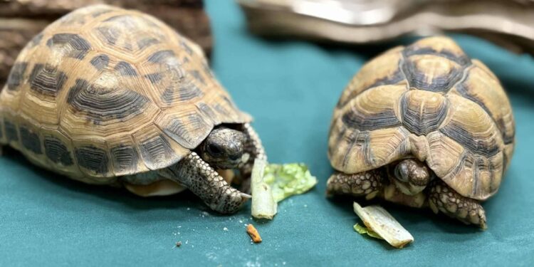 Furto e recupero: due testuggini in via d’estinzione al centro di un caso all’Indianapolis Zoo