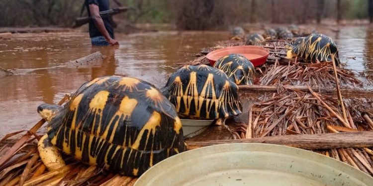 Il terzo ciclone in due mesi devasta i centri di conservazione delle testuggini in Madagascar