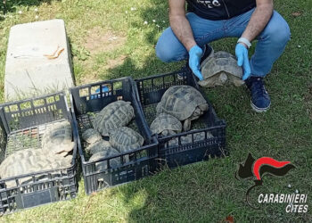 Tredici testuggini sequestrate nel vercellese: nessun documento, scatta la denuncia