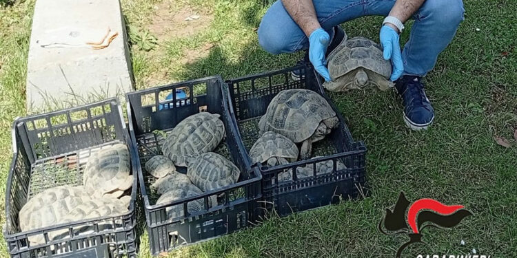 Tredici testuggini sequestrate nel vercellese: nessun documento, scatta la denuncia