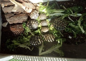 Detiene otto testuggini di terra senza documenti e in spazi inadatti: denunciata 50enne della periferia romana