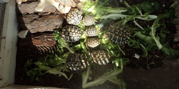 Detiene otto testuggini di terra senza documenti e in spazi inadatti: denunciata 50enne della periferia romana