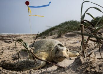 Record storico in Texas: la tartaruga marina più minacciata al mondo supera ogni precedente