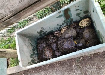Trasferite in un centro autorizzato le 75 Trachemys scripta abbandonate nel Parco della Resistenza di Riccione