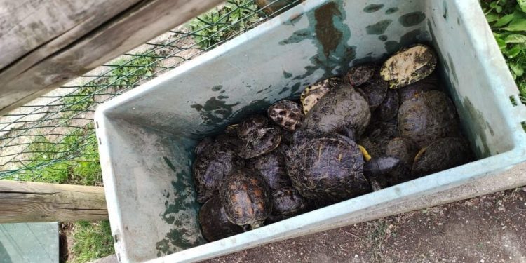 Trasferite in un centro autorizzato le 75 Trachemys scripta abbandonate nel Parco della Resistenza di Riccione