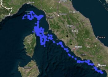 Saphira nel Mar Ligure: il tracking satellitare conferma l’adattamento di una tartaruga di Kemp riabilitata