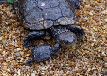 Una rara tartaruga palustre australiana verrà introdotta in una nuova zona nel tentativo di salvare la specie