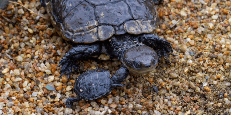 Una rara tartaruga palustre australiana verrà introdotta in una nuova zona nel tentativo di salvare la specie