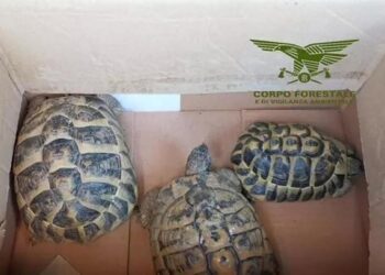 Lombardia, 13 Testudo hermanni abbandonate in una scatola: un gesto che mette a rischio specie protette