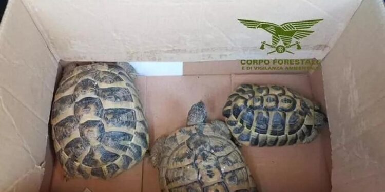 Lombardia, 13 Testudo hermanni abbandonate in una scatola: un gesto che mette a rischio specie protette