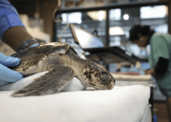 Amm.ne Trumo, la natura sacrificata: meno tutele per le specie a rischio tra petrolio e sicurezza nazionale