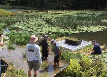Installata la nuova “Turtle Island” per proteggere le uova delle tartarughe della Central Coast australiana