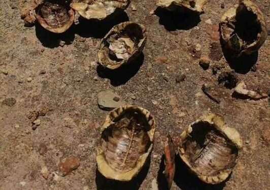 Shock a Cape Town: testuggini macellate in area protetta. Profonda preoccupazione tra i conservazionisti