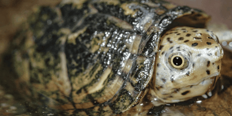 USA, smantellata rete di traffico illegale di tartarughe: centinaia di esemplari destinati al mercato asiatico