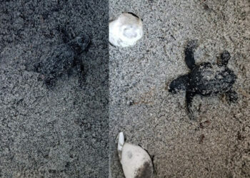 A Capo Comino ritrovato un nido di Caretta caretta: la Sardegna tocca quota 20 per la stagione 2025