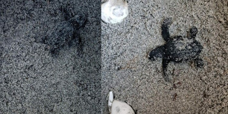 A Capo Comino ritrovato un nido di Caretta caretta: la Sardegna tocca quota 20 per la stagione 2025