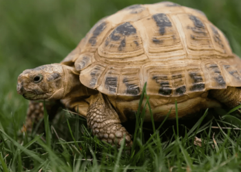 Fermato per possesso di immagini pedopornografiche, sul pc aveva diversi video di atti sessuali su una tartaruga