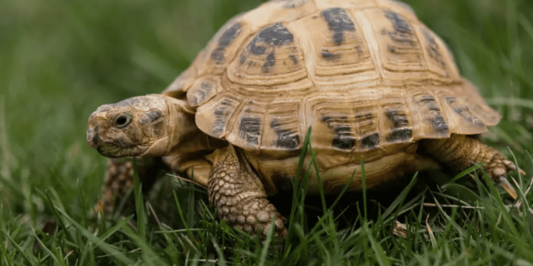 Fermato per possesso di immagini pedopornografiche, sul pc aveva diversi video di atti sessuali su una tartaruga